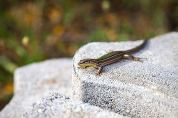 Lizard in Croatia
