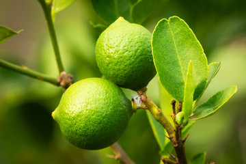 Limette am Baum