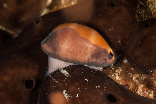 Brown Cowrie, Luria lurida, Dalmatia, Adriatic Sea, Croatia