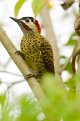 woodpecker