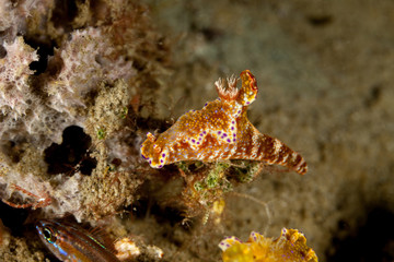 Ceratosoma tenue is a species of colorful dorid nudibranch, a sea slug, a shell-less marine gastropod mollusk in the family Chromodorididae