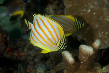Fototapeta na wymiar Ornate Butterflyfish, Chaetodon ornatissimus