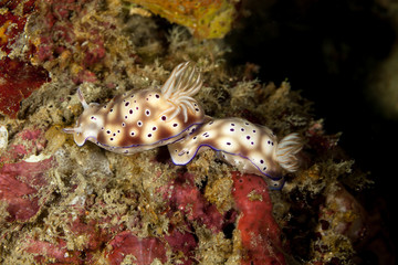 Hypselodoris tryoni is a species of sea slug