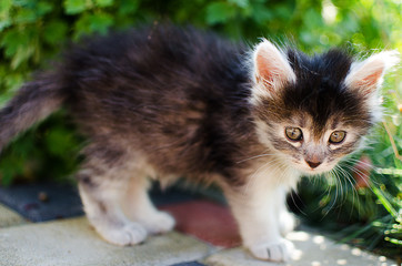 The cat walks in the fresh air