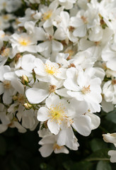 Small white flowers with yellow center