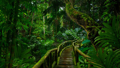 Southeast Asian rainforest with deep jungle - obrazy, fototapety, plakaty