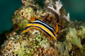 Chromodoris quadricolor, magnifica, sp24, annae Bergh