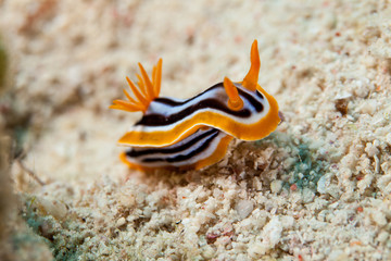 Chromodoris quadricolor, magnifica, sp24, annae Bergh