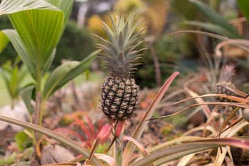 Fresh Island Pineapple and Coconut