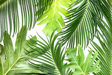Plakat Green tropical palm leaves on white background. Flat lay, top view.