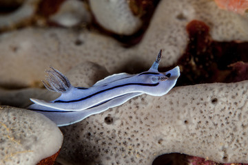 Chromodoris willani Rudman