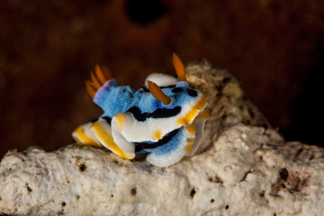 Chromodoris annae Bergh