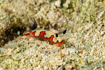 faithful sea slug, Chromodoris fidelis, Goniobranchus fidelis, is a species of colourful sea slug, a dorid nudibranch, a marine gastropod mollusc in the family Chromodorididae