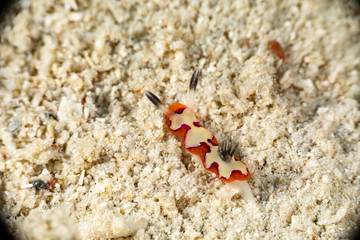 faithful sea slug, Chromodoris fidelis, Goniobranchus fidelis, is a species of colourful sea slug, a dorid nudibranch, a marine gastropod mollusc in the family Chromodorididae
