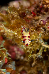 faithful sea slug, Chromodoris fidelis, Goniobranchus fidelis, is a species of colourful sea slug, a dorid nudibranch, a marine gastropod mollusc in the family Chromodorididae