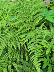 Beautyful ferns leaves green foliage natural floral fern background in sunlight