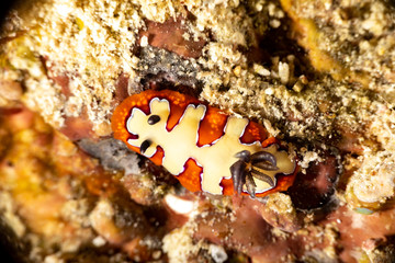 faithful sea slug, Chromodoris fidelis, Goniobranchus fidelis, is a species of colourful sea slug, a dorid nudibranch, a marine gastropod mollusc in the family Chromodorididae