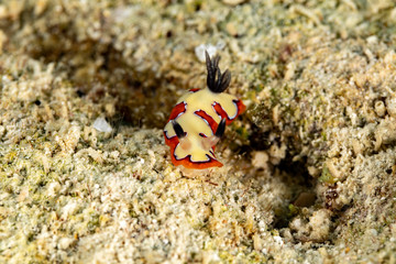 faithful sea slug, Chromodoris fidelis, Goniobranchus fidelis, is a species of colourful sea slug, a dorid nudibranch, a marine gastropod mollusc in the family Chromodorididae
