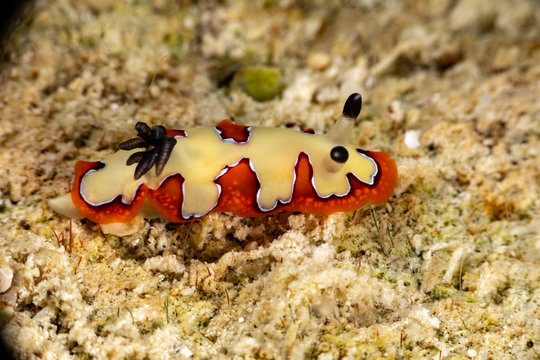 faithful sea slug, Chromodoris fidelis, Goniobranchus fidelis, is a species of colourful sea slug, a dorid nudibranch, a marine gastropod mollusc in the family Chromodorididae