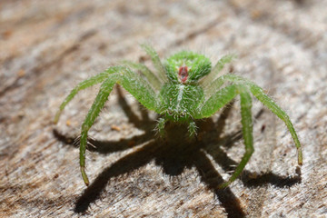 Araignée verte