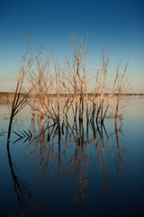 Fototapeta premium The reflection of dry trees in the water