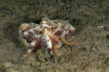 Coconut octopus and veined octopus, Amphioctopus marginatus is a medium-sized cephalopod belonging to the genus Amphioctopus