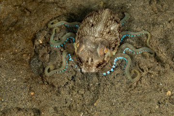 Coconut octopus and veined octopus, Amphioctopus marginatus is a medium-sized cephalopod belonging to the genus Amphioctopus