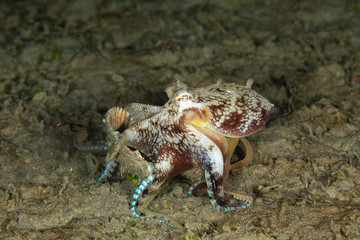 Coconut octopus and veined octopus, Amphioctopus marginatus is a medium-sized cephalopod belonging to the genus Amphioctopus