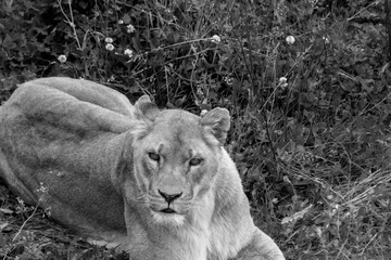 a herd of lions walking and resting through its grassy enclosure