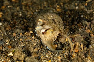 Coconut octopus and veined octopus, Amphioctopus marginatus is a medium-sized cephalopod belonging to the genus Amphioctopus