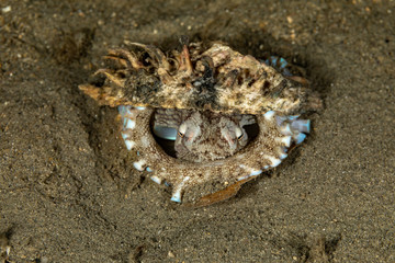 Coconut octopus and veined octopus, Amphioctopus marginatus is a medium-sized cephalopod belonging to the genus Amphioctopus