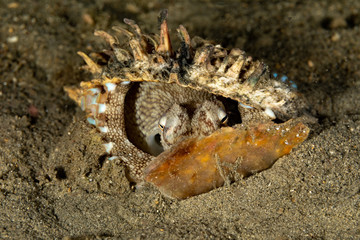 Coconut octopus and veined octopus, Amphioctopus marginatus is a medium-sized cephalopod belonging to the genus Amphioctopus