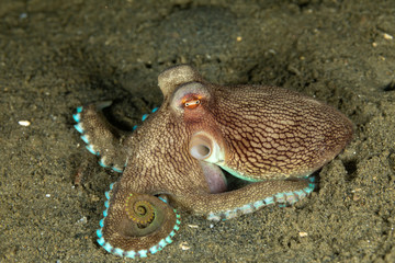 Coconut octopus and veined octopus, Amphioctopus marginatus is a medium-sized cephalopod belonging to the genus Amphioctopus