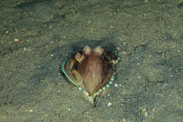 Coconut octopus and veined octopus, Amphioctopus marginatus is a medium-sized cephalopod belonging to the genus Amphioctopus