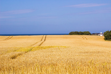 A Field of barley on a coastal farm in Groomsport Northern Ireland