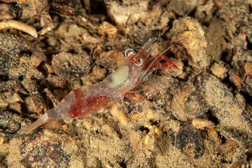 Prawn, shrimp