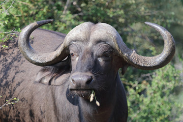 Kaffernbüffel / Buffalo / Syncerus caffer