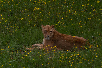 a herd of lions walking and resting through its grassy enclosure