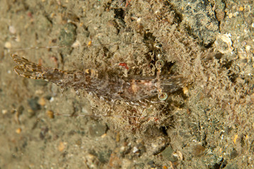 Prawn, shrimp