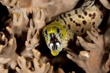 Fimbriated moray (Gymnothorax fimbriatus) also known as darkspotted moray or spot-face moray