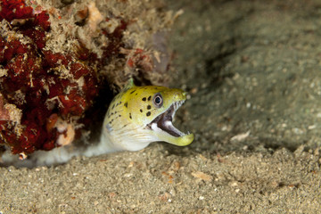 Fimbriated moray (Gymnothorax fimbriatus) also known as darkspotted moray or spot-face moray