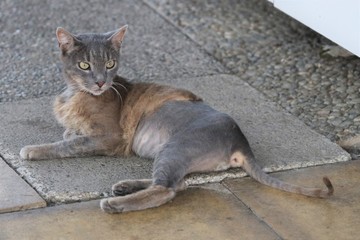 Fototapeta premium Colonia felina