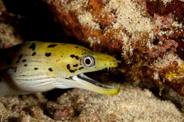 Fimbriated moray (Gymnothorax fimbriatus) also known as darkspotted moray or spot-face moray