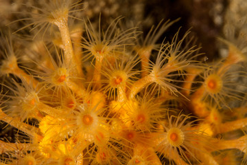 Parazoanthus axinellae, the yellow cluster anemone