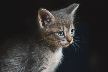 Portrait of a small cute striped kitten