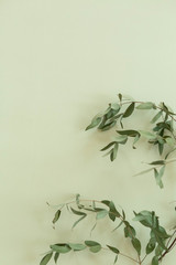 Dried Greenery on Green Background, Copy Space, Wallpaper