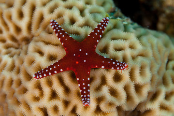 Fromia ghardaqana, common name Ghardaqa sea star, is a species of marine starfish in the family Goniasteridae