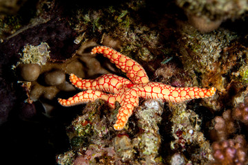Fromia monilis, common name necklace starfish or tiled starfish, is a species of starfish belonging to the family Goniasteridae