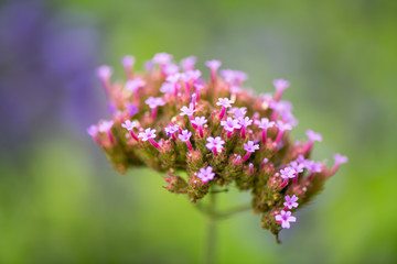 Colorful flowers in the morning, In various flower gardens