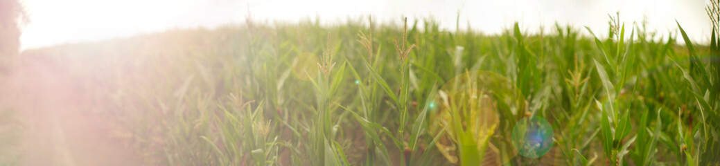  Panorama of a corn field and country road with bright sun flare